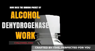 Alcohol Dehydrogenase: Binding Pocket Function Explained