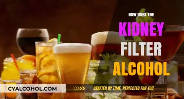 How Kidneys Filter Alcohol: A Detailed Breakdown of the Process