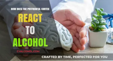 Alcohol's Impact: Prefrontal Cortex Reactions and Cognitive Changes Explained