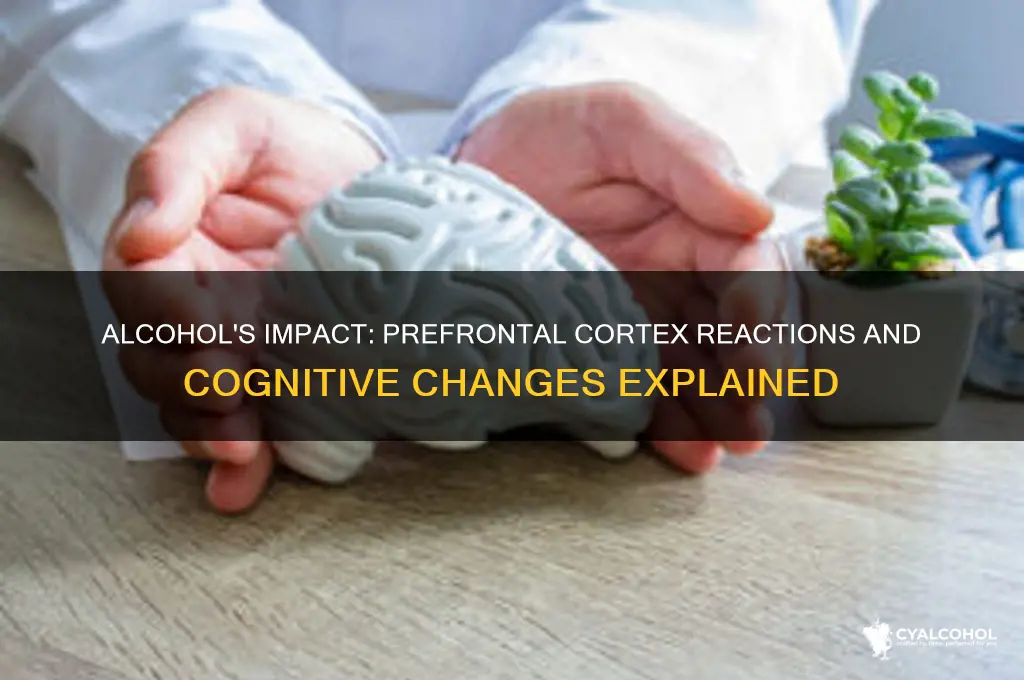 how does the prefrontal cortex react to alcohol