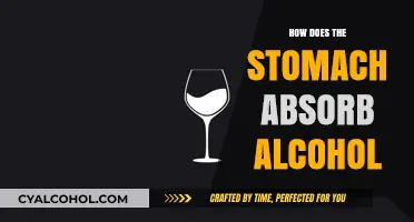 Understanding Alcohol Absorption: How the Stomach Processes and Absorbs Alcohol