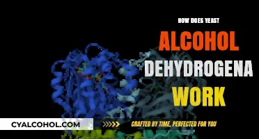 Unraveling Yeast Alcohol Dehydrogenase: Mechanism, Function, and Fermentation Insights