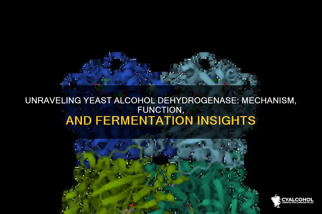 how does yeast alcohol dehydrogenase work
