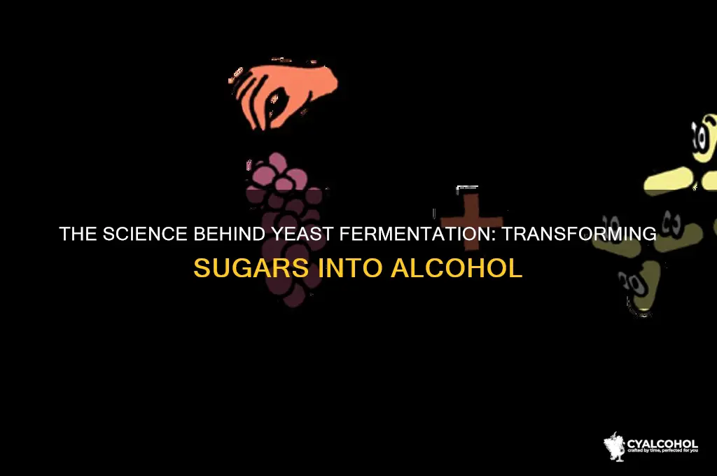 how does yeast turn into alcohol