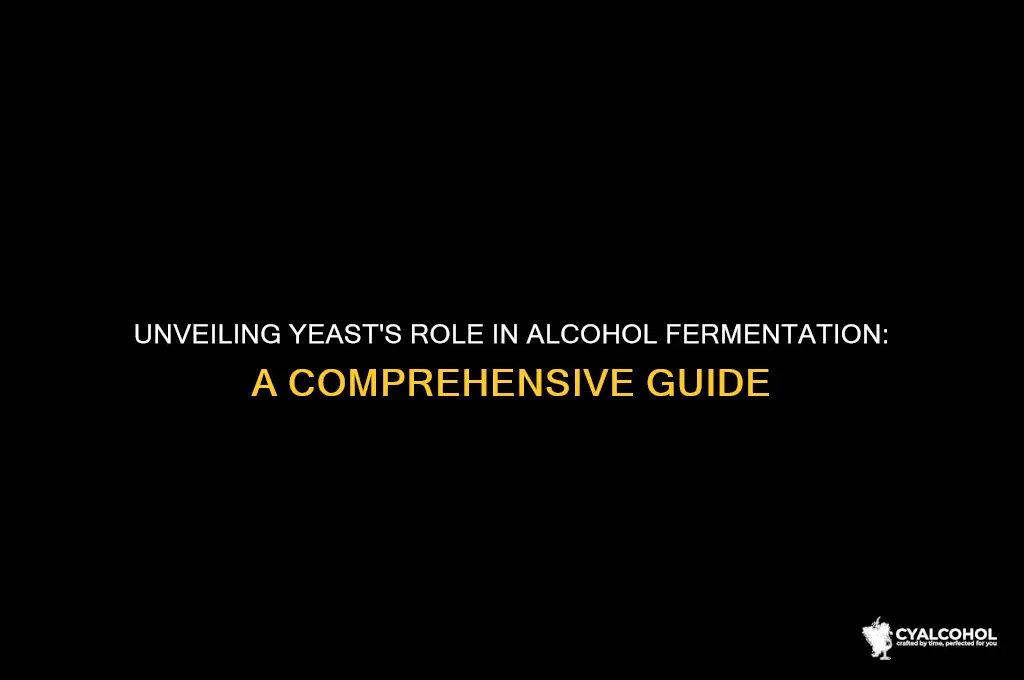 how does yeast work in alcohol