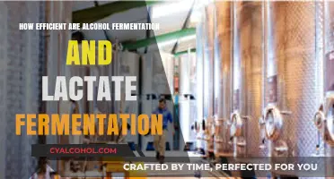 Comparing Alcohol and Lactate Fermentation Efficiency: Which Process Reigns Supreme?