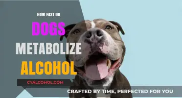 How Quickly Do Dogs Metabolize Alcohol? Risks and Facts