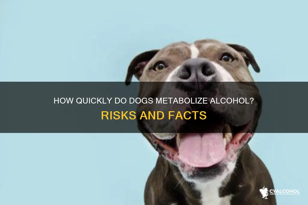 how fast do dogs metabolize alcohol