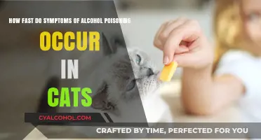 Alcohol Poisoning in Cats: Symptoms and Quick Timelines