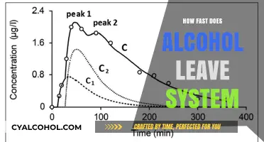 How Quickly Does Alcohol Exit Your System? A Comprehensive Guide