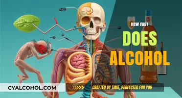 How Fast Does Alcohol Affect Your Body and Mind?