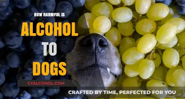 Alcohol and Dogs: Understanding the Toxic Risks and Dangers