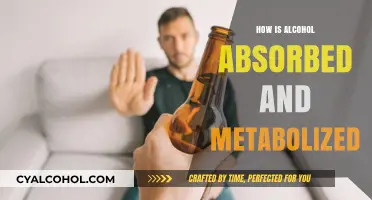 Understanding Alcohol Absorption and Metabolism: A Comprehensive Guide