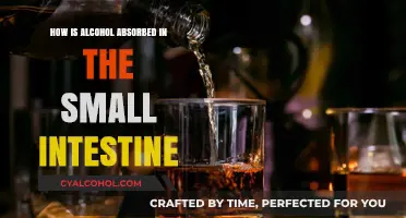 Alcohol Absorption in the Small Intestine: A Detailed Breakdown