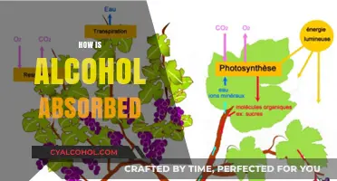 Understanding Alcohol Absorption: How Your Body Processes Every Sip