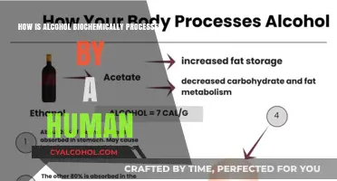 Alcohol's Biochemical Journey: How the Human Body Processes Ethanol