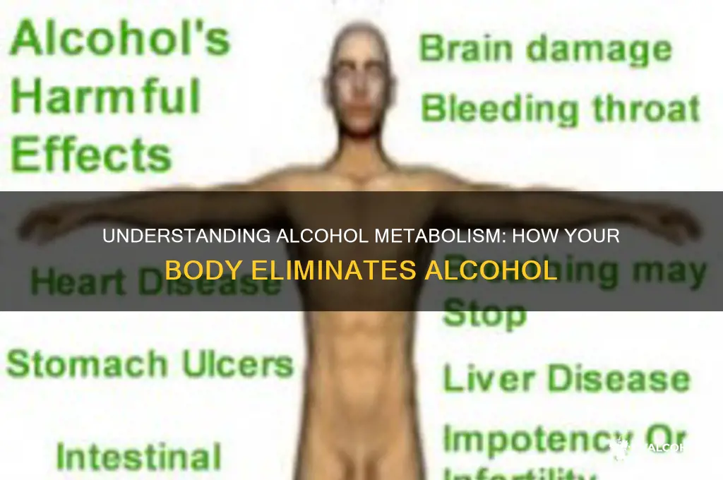 how is alcohol excreted