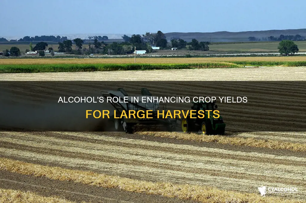 how is alcohol importnat for a large harvest