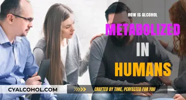Understanding Alcohol Metabolism: How the Human Body Processes Ethanol
