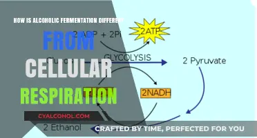 Alcoholic Fermentation vs. Cellular Respiration: Key Differences Explained