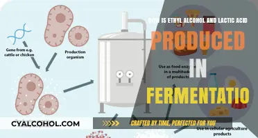 Fermentation: Producing Alcohol and Lactic Acid