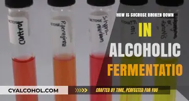 Sucrose Breakdown in Alcoholic Fermentation: A Detailed Metabolic Process