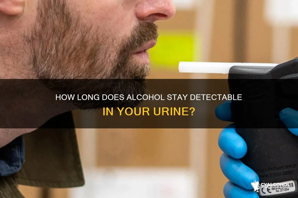 how longis alcohol in your urine