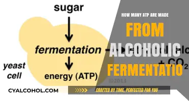 ATP Production in Alcoholic Fermentation: Understanding the Energy Yield
