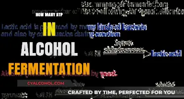 ATP Production in Alcohol Fermentation: Unlocking the Energy Yield