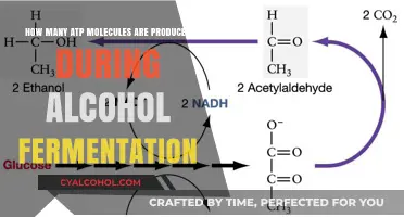 ATP Molecules Produced Through Alcohol Fermentation