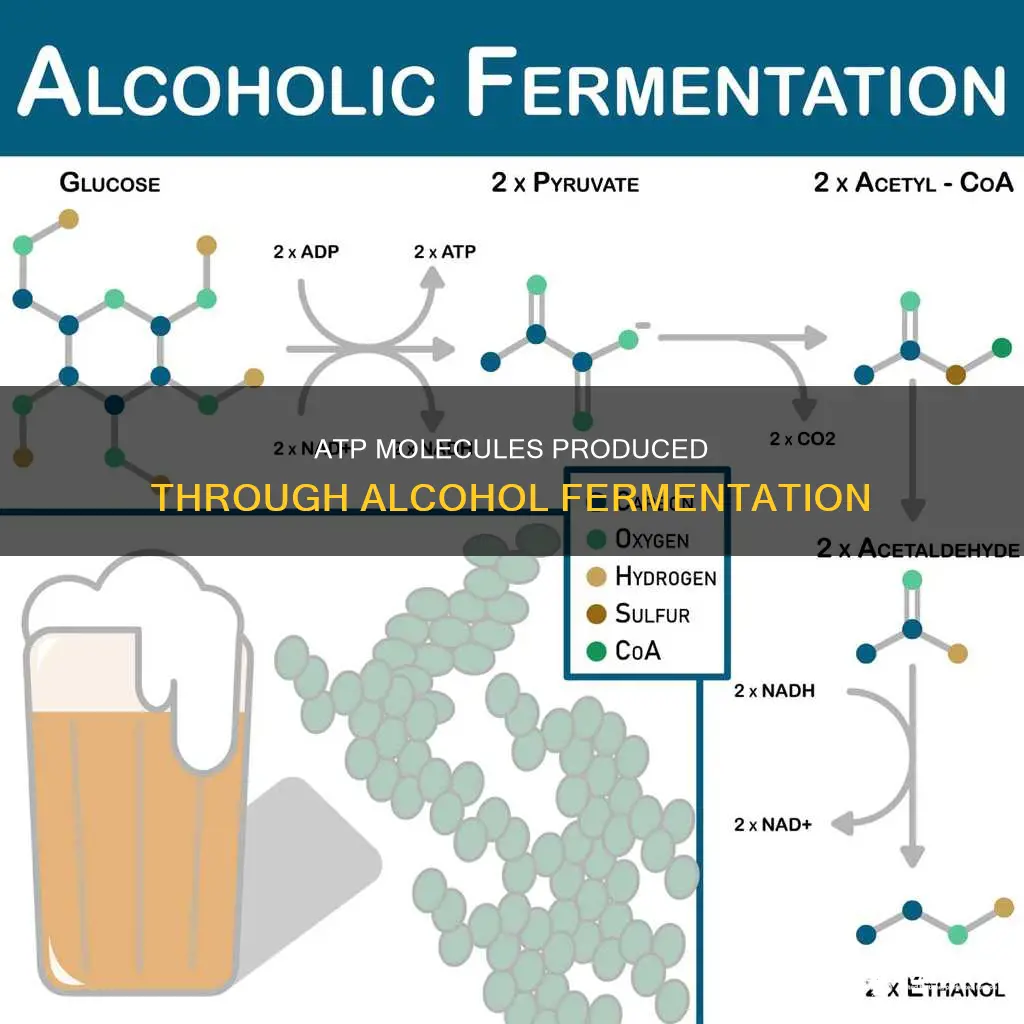 how many atp molecules are produced during alcohol fermentation