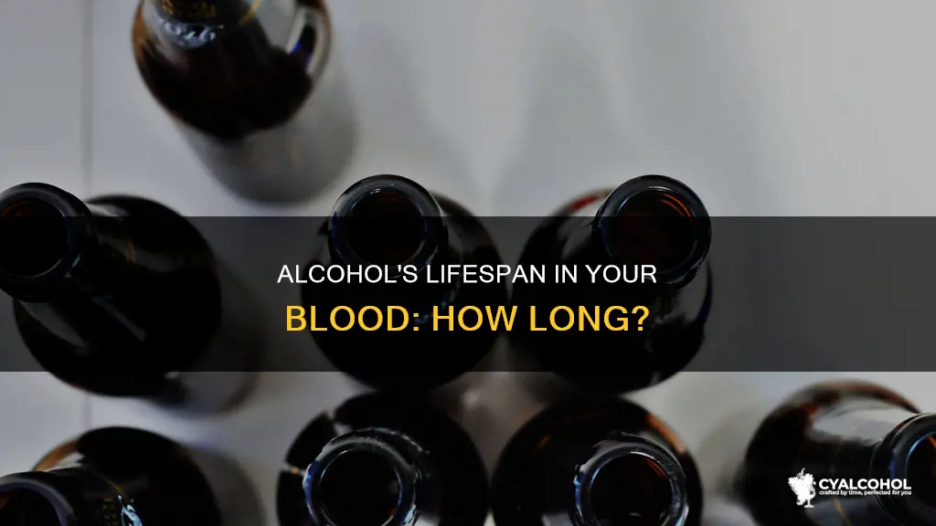 Alcohol's Lifespan In Your Blood: How Long? | CyAlcohol