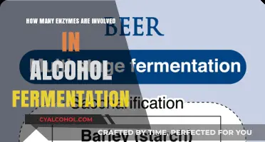 Exploring the Enzymatic Role in Alcohol Fermentation: A Comprehensive Guide
