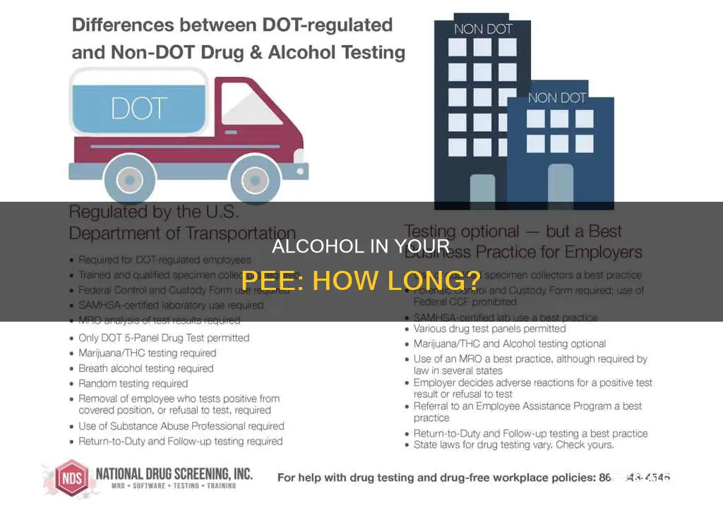 how many hours does alcohol stay in your pee