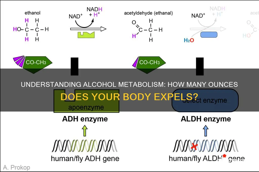 how many ounzes of alcohol expel
