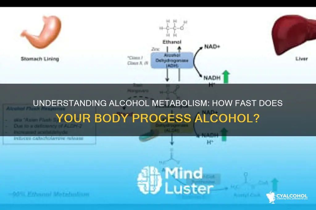 how many units of alcohol lost per hour