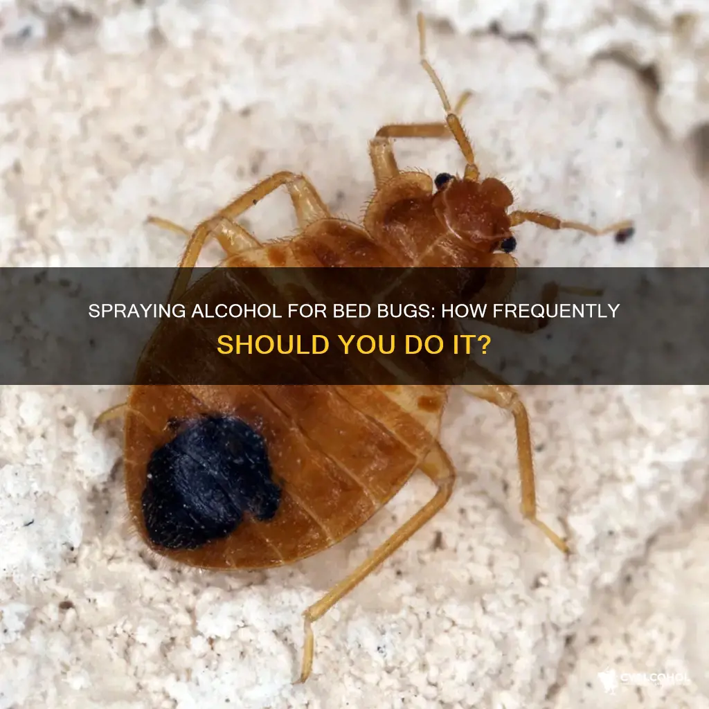 how often should i spray alcohol for bed bugs