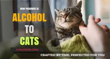 Is Alcohol Toxic to Cats? Understanding the Deadly Risks