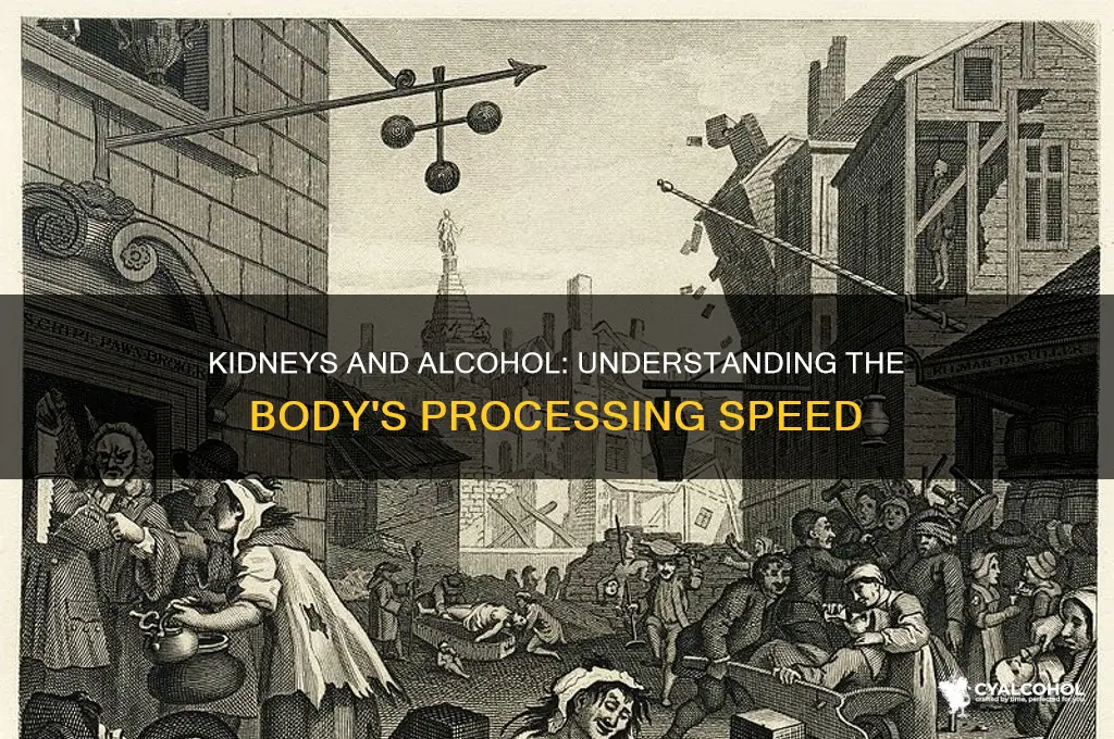 how quickly alcohol is processed by the kidneys