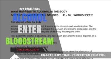 How Fast Does Alcohol Enter Your Bloodstream? A Quick Guide
