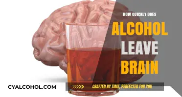 How Fast Does Alcohol Exit the Brain? A Quick Breakdown