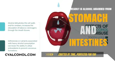 Alcohol Absorption: From Stomach to Intestines