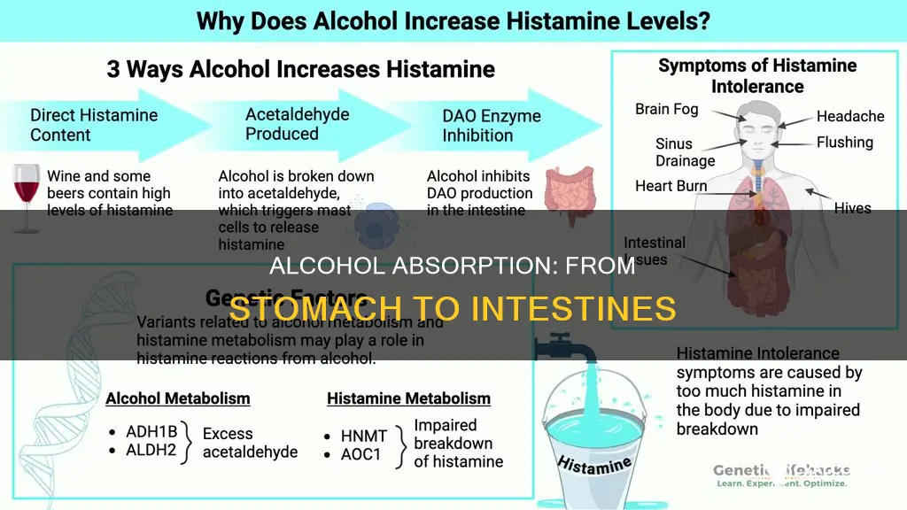 how readily is alcohol absorbed from stomach and intestines