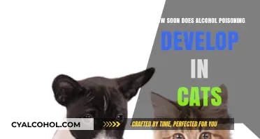Alcohol Poisoning in Cats: A Quick Guide to Symptoms