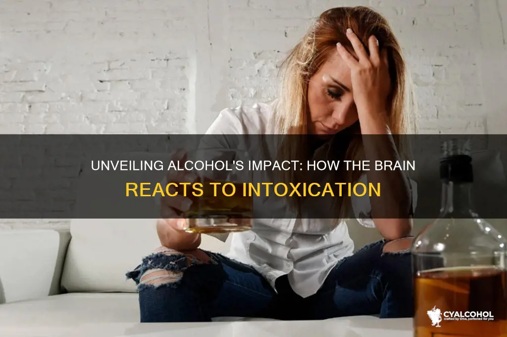 how the brain reacts to alcohol