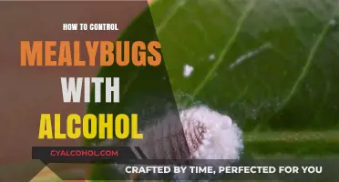 Effective Alcohol-Based Solutions to Eradicate Mealybugs from Your Plants