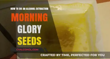 Alcohol Extraction: Morning Glory Seeds Soaked in Spirits