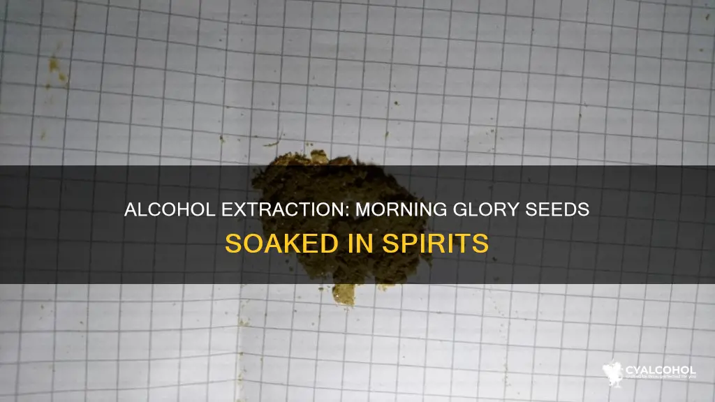 how to do an alcohol extraction morning glory seeds