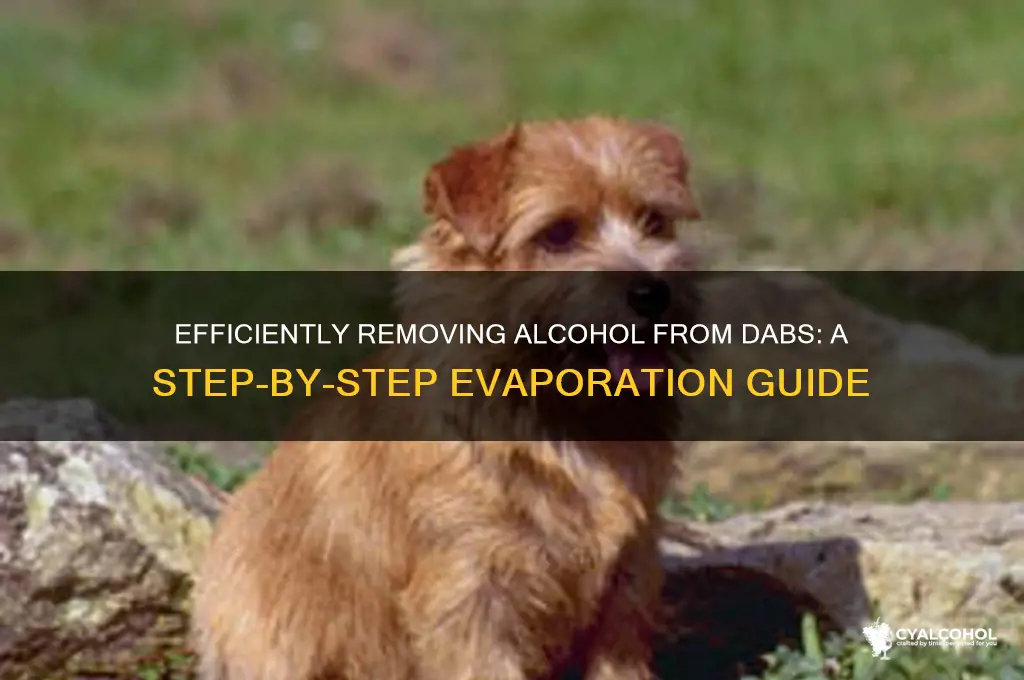 how to evaporate alcohol from dabs