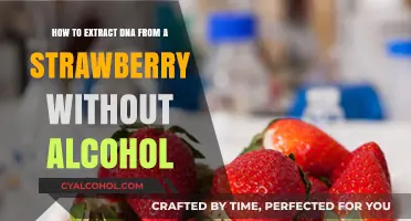 Extracting Strawberry DNA: An Alcohol-Free Method